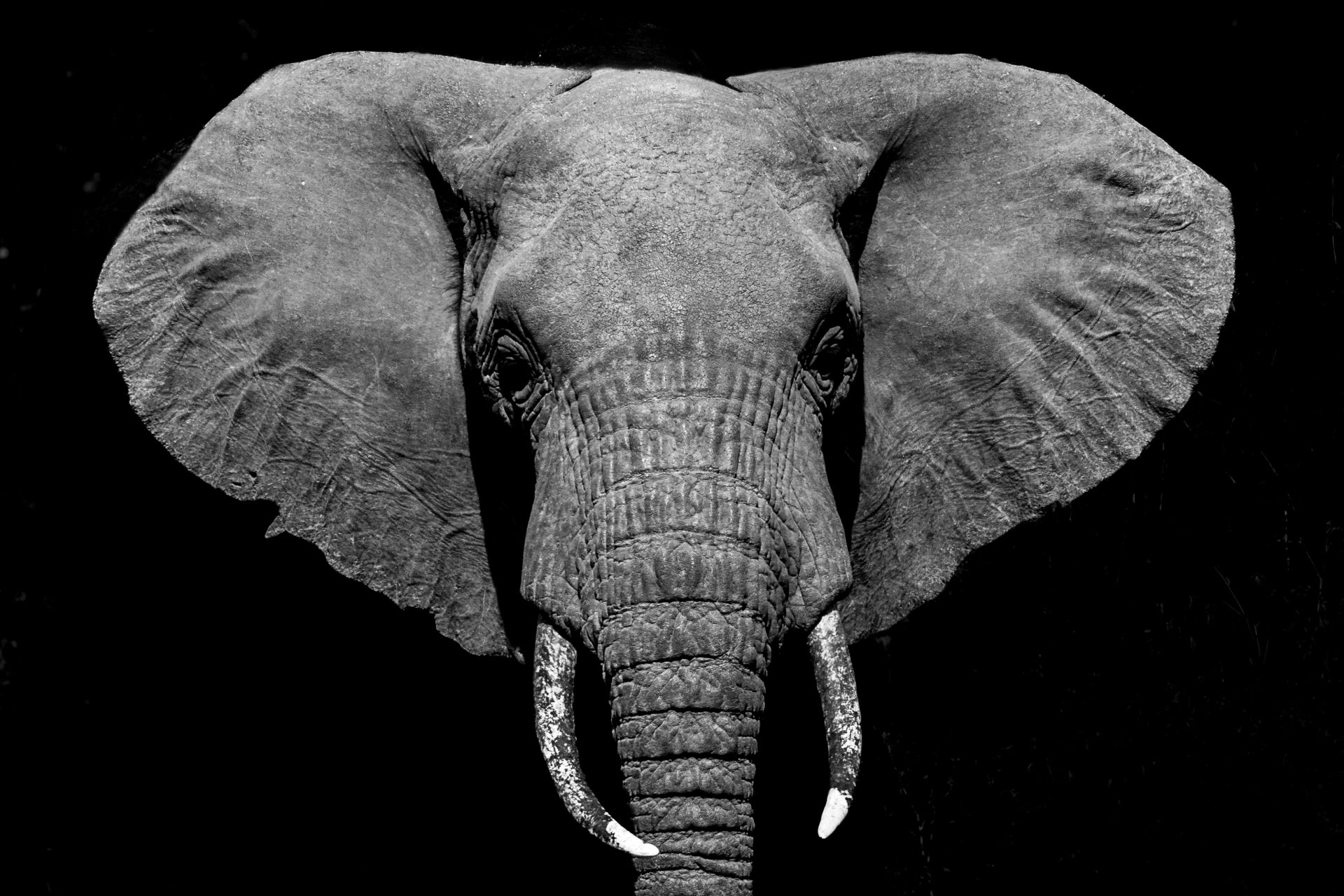 Tanzania | olifant | b&w | 2023